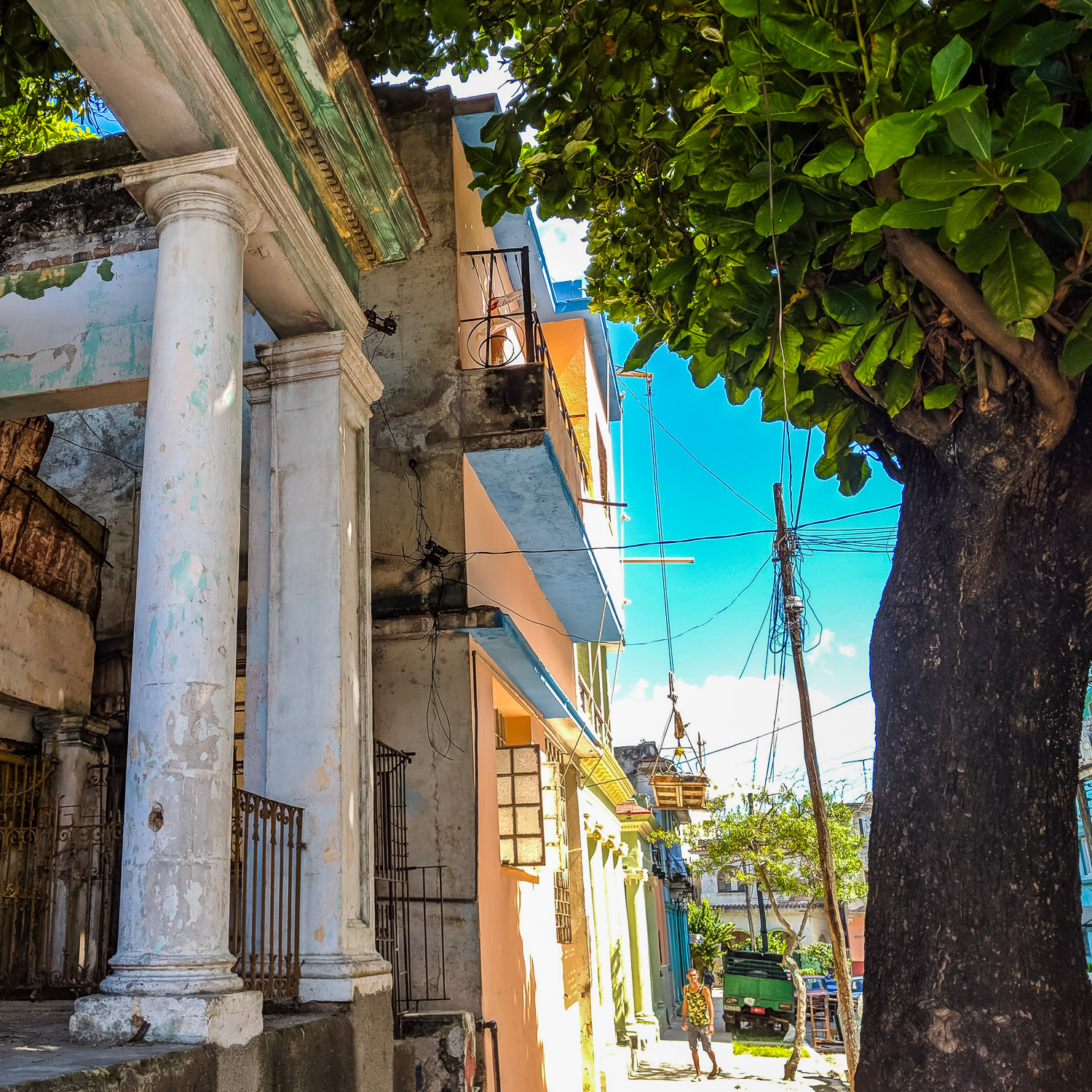 Tree growing in columns