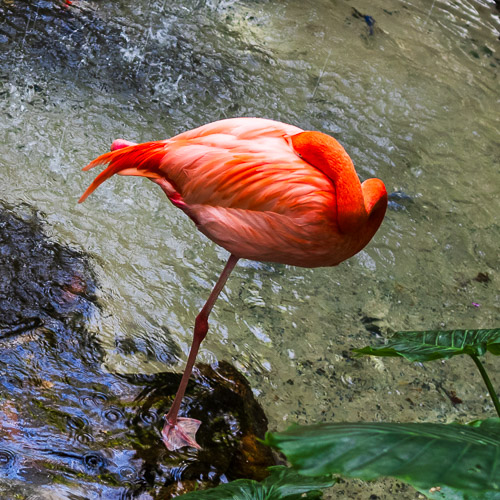 Sentinel Red Flamingo